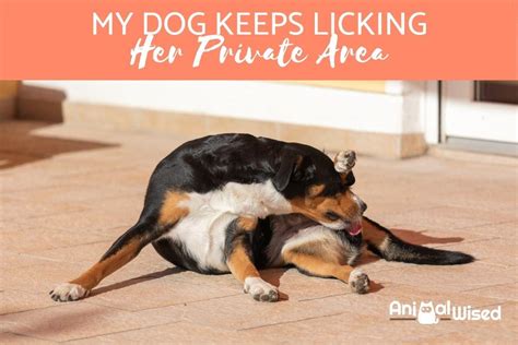 he licks her|He’d lick me for hours. And I let him 